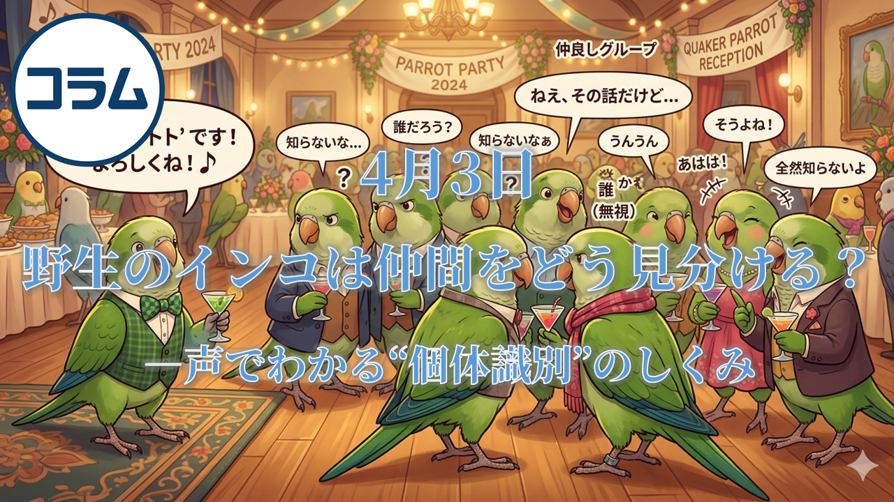 野生のインコは仲間をどう見分ける？―声でわかる“個体識別”のしくみ
